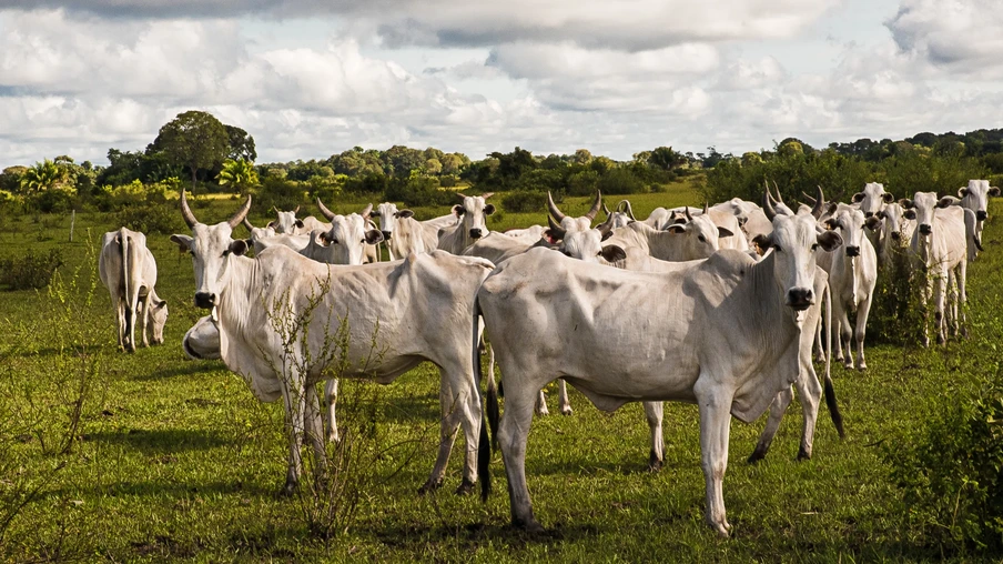 Foto de gado branco em pastagem. Foto de gado branco em pastagem.