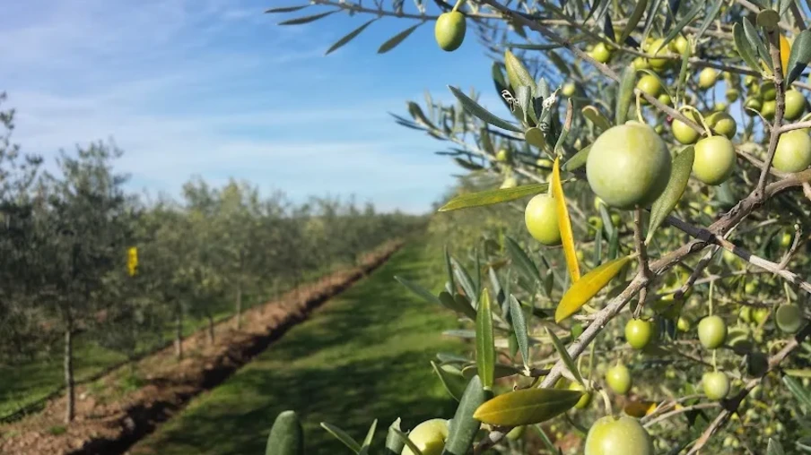 Foto de árvore de oliveira. Foto de árvore de oliveira.