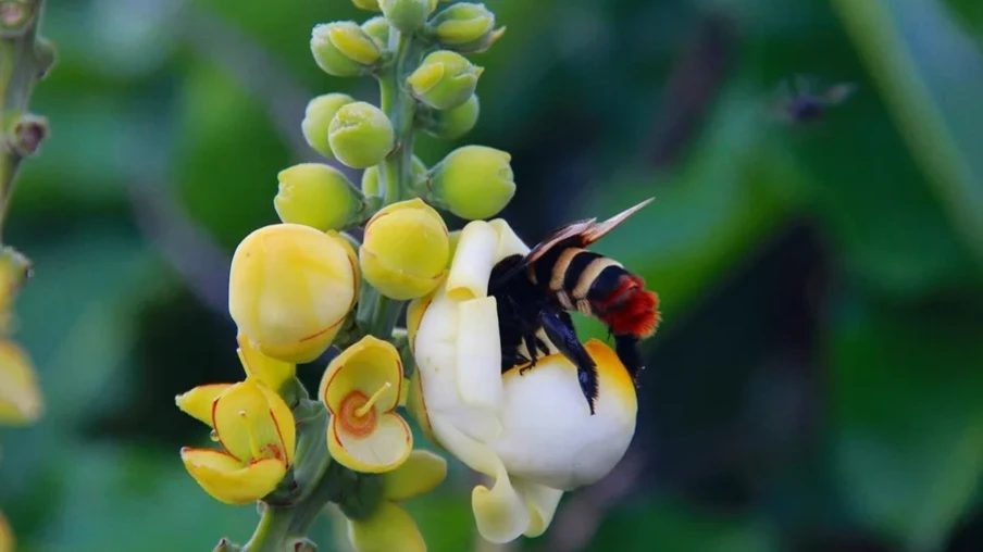 Foto de abelha polonizando flor. Foto de abelha polonizando flor.