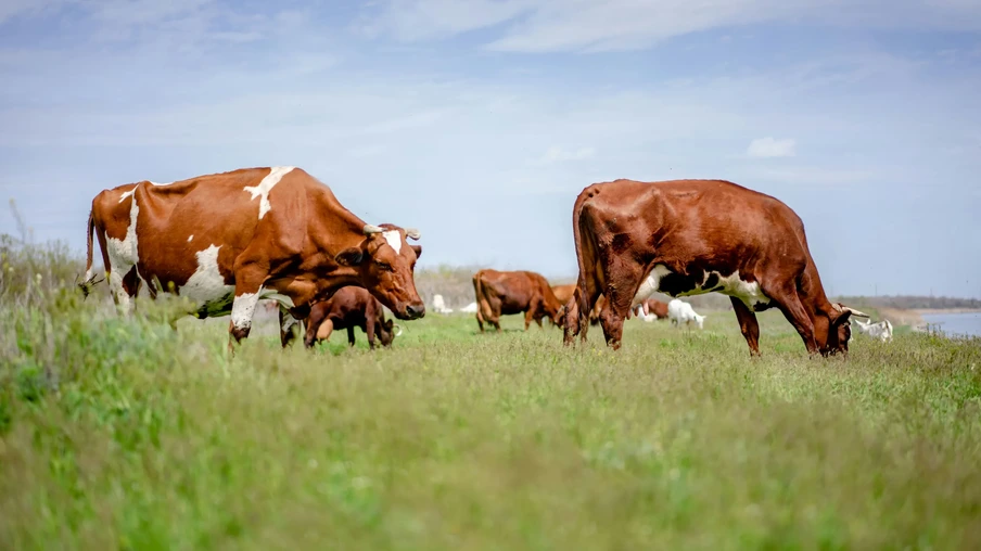 Foto de bovinos pastando. Foto de bovinos pastando.