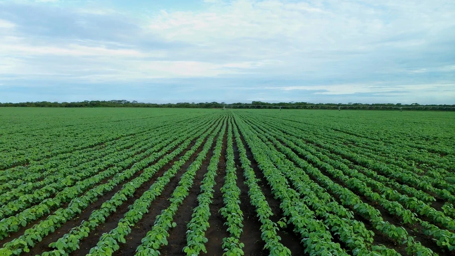 Campo de soja Campo de soja