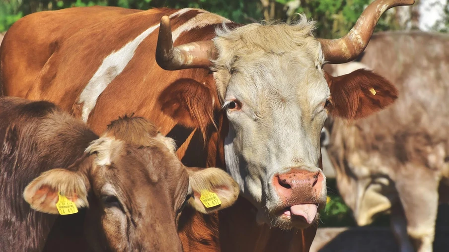 Foto de bovinos. Foto de bovinos.