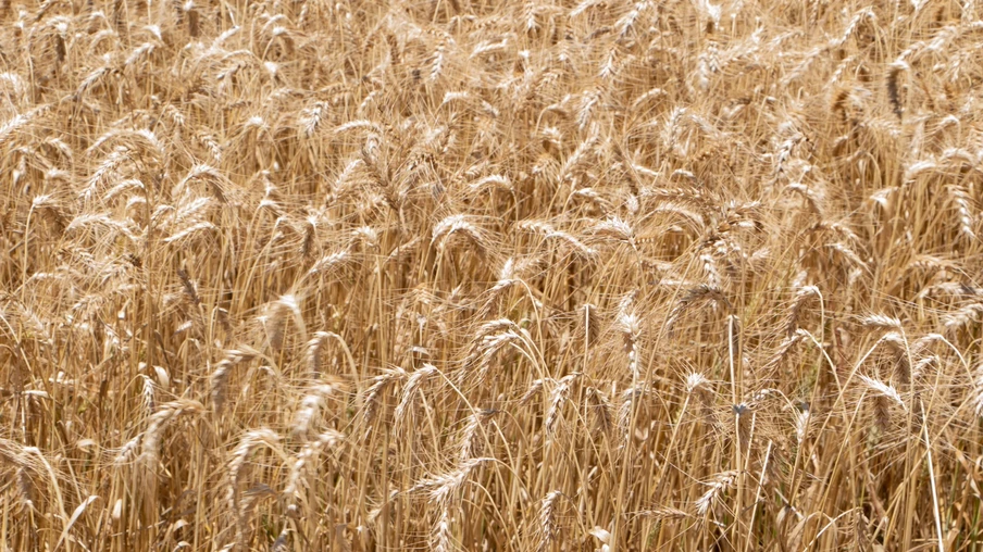 Foto de lavoura de trigo próxima à colheita. Foto de lavoura de trigo próxima à colheita.