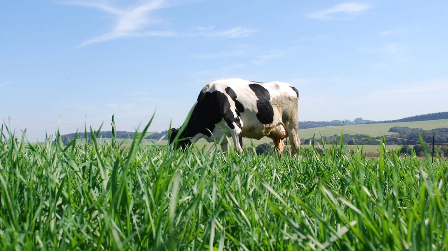vaca leiteira pastando vaca leiteira pastando
