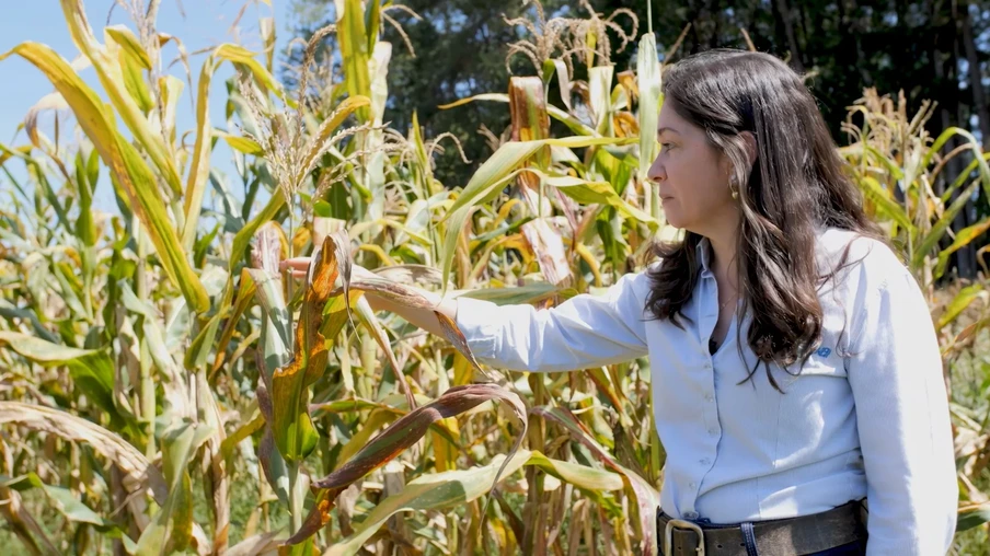 Foto de mulher branca, com uniforme da Embrapa e cabelo comprido castanho escuro tocando e olhando planta de milho em lavoura. Foto de mulher branca, com uniforme da Embrapa e cabelo comprido castanho escuro tocando e olhando planta de milho em lavoura.