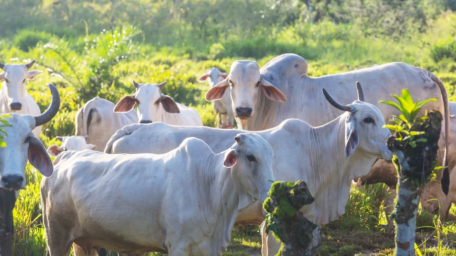 Foto de bovinos brancos em pastagem. Foto de bovinos brancos em pastagem.
