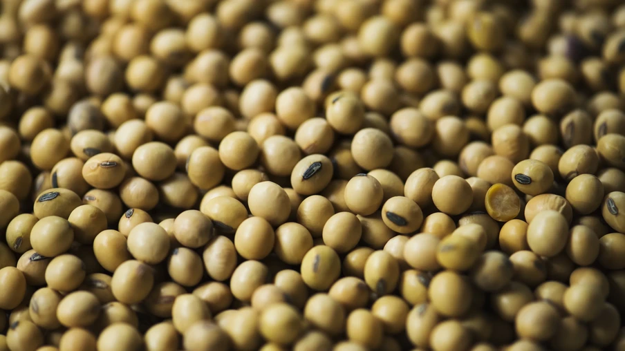 Foto de grãos de soja. Foto de grãos de soja.