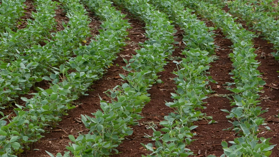 Lavoura de soja Lavoura de soja