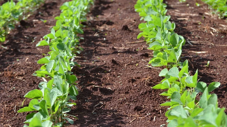 Foto de plantas pequenas de soja. Foto de plantas pequenas de soja.