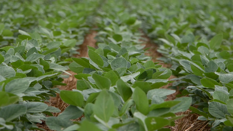 plantas de soja plantas de soja