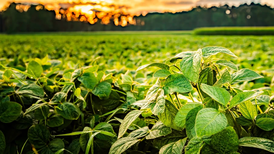 Paisagem rural com campo de soja verde fresco à luz do pôr do sol, campo de soja. Paisagem rural com campo de soja verde fresco à luz do pôr do sol, campo de soja.