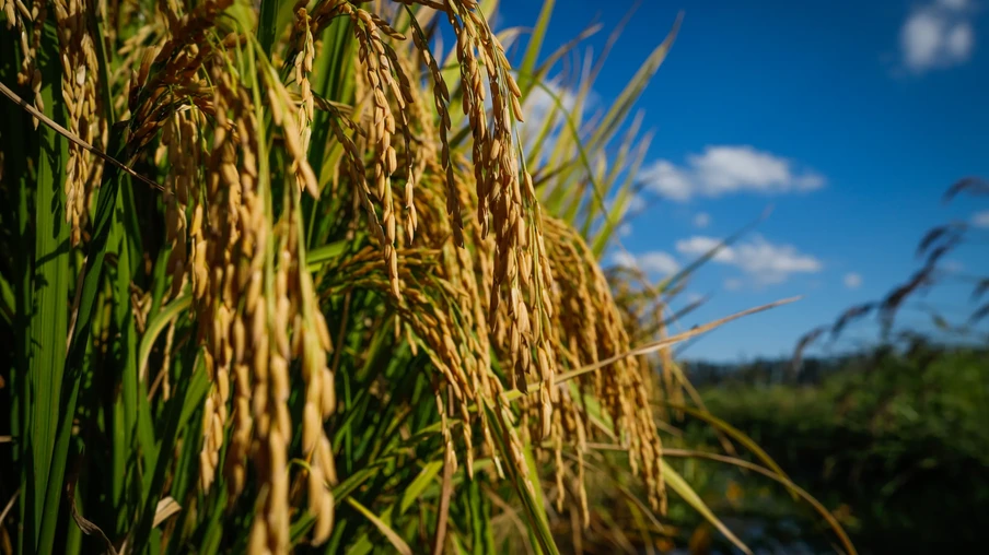 Foto de espigas em lavoura de arroz. Foto de espigas em lavoura de arroz.