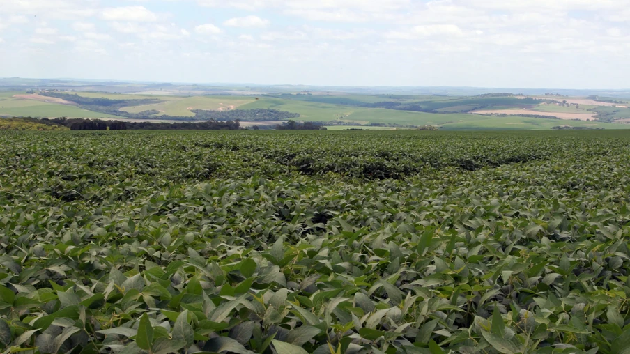 Lavoura de soja. Lavoura de soja.