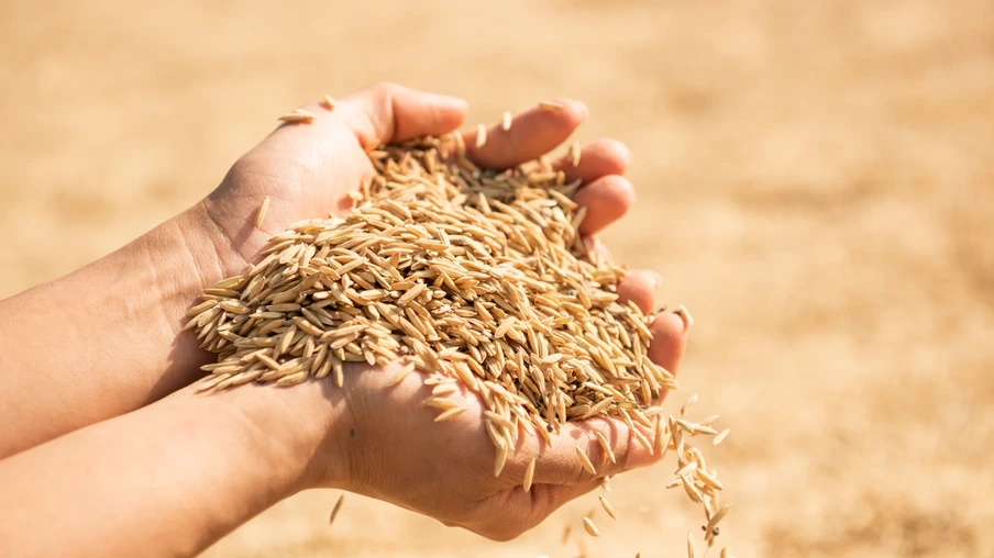 Foto de mãos segurando grãos de arroz em casca. Foto de mãos segurando grãos de arroz em casca.