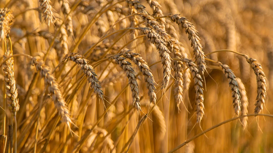Campo de espiguetas de cultivo de trigo. Campo de espiguetas de cultivo de trigo.