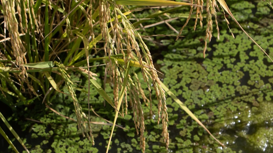 Foto de espigas sobre a água em lavoura de arroz irrigada. Foto de espigas sobre a água em lavoura de arroz irrigada.