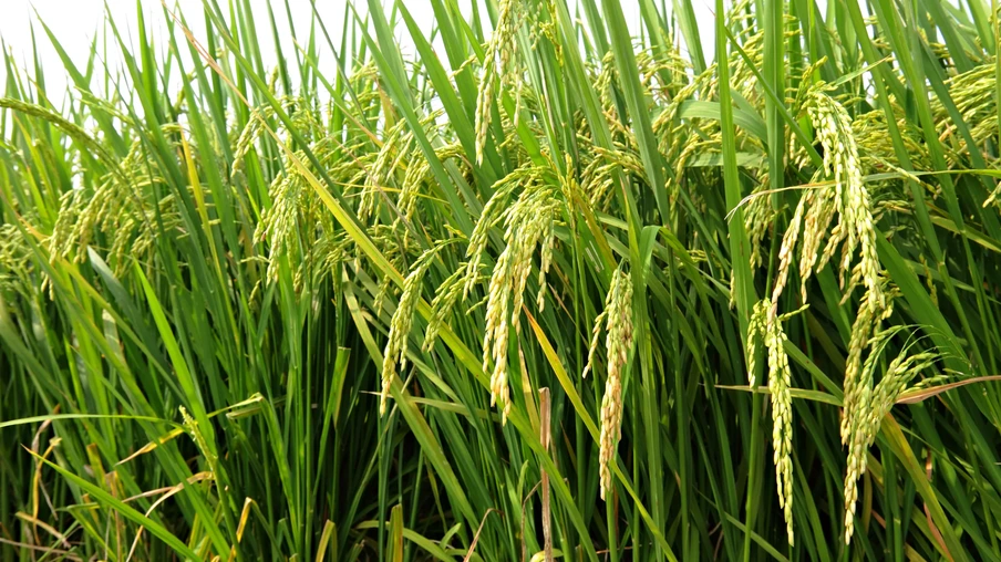 Foto de espigas de arroz em lavoura. Foto de espigas de arroz em lavoura.