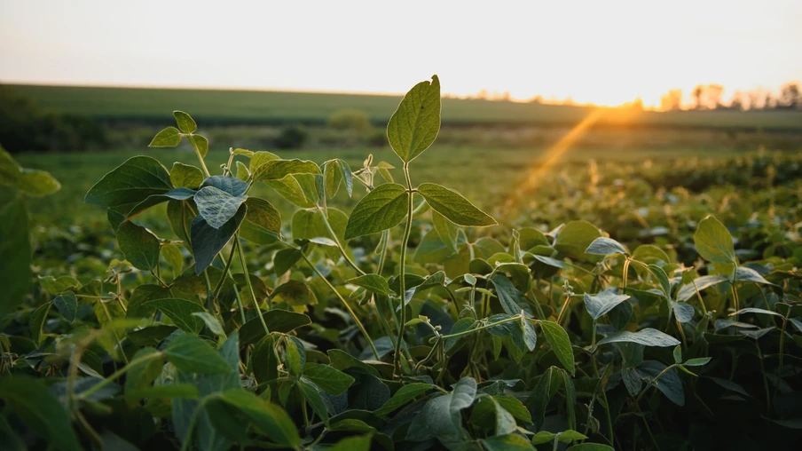 Campo de soja aberto ao pôr do sol. Campo de soja aberto ao pôr do sol.