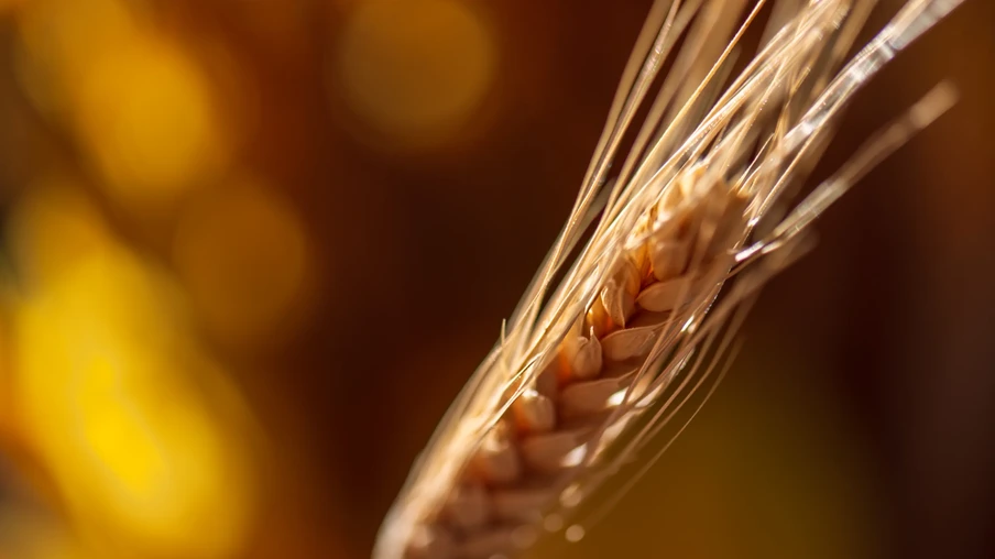 Foto de espiga de trigo sobre fundo desfocado escuro. Foto de espiga de trigo sobre fundo desfocado escuro.