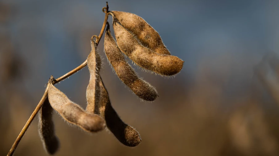 Lavoura de soja Lavoura de soja