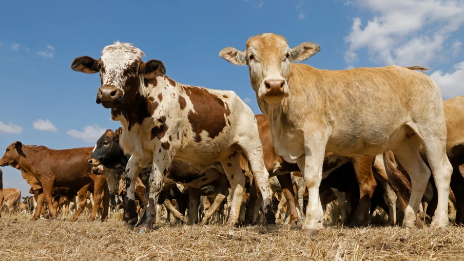 Foto de gado bovino. Foto de gado bovino.