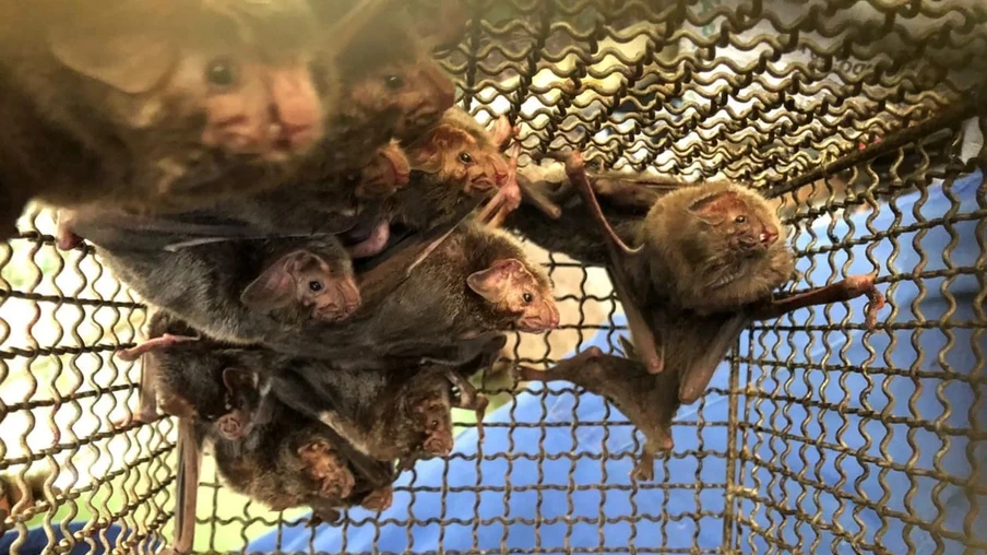 Morcegos presos em uma gaiola. Morcegos presos em uma gaiola.