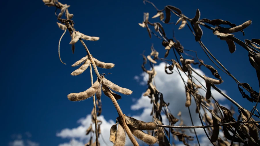 Lavoura de soja Lavoura de soja