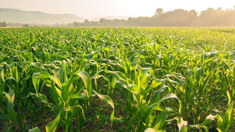 Campo de milho na luz do início da manhã. Campo de milho na luz do início da manhã.