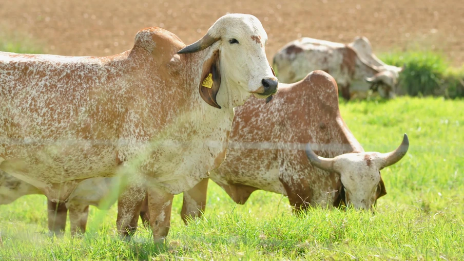 Vaca da raça Gir leiteiro Vaca da raça Gir leiteiro