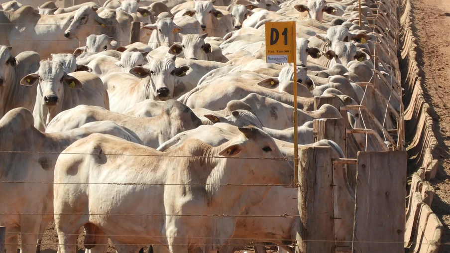 Foto de gado em confinamento. Foto de gado em confinamento.