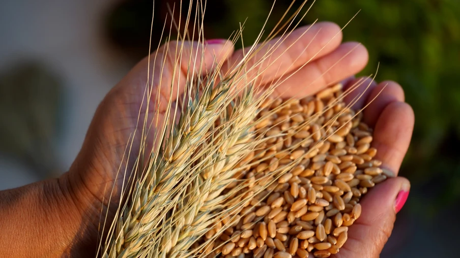 Mãos segurando espiga de trigo e grãos de trigo. Mãos segurando espiga de trigo e grãos de trigo.