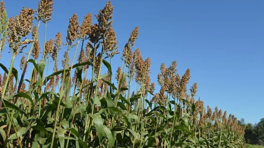 Foto de plantas de sorgo em lavoura. Foto de plantas de sorgo em lavoura.