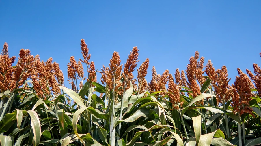 Foto de lavoura de sorgo. Foto de lavoura de sorgo.