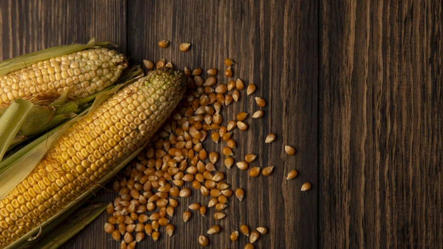 Vista superior de grãos frescos orgânicos com cabelo com grãos isolados em um fundo de madeira com espaço de cópia. Vista superior de grãos frescos orgânicos com cabelo com grãos isolados em um fundo de madeira com espaço de cópia.