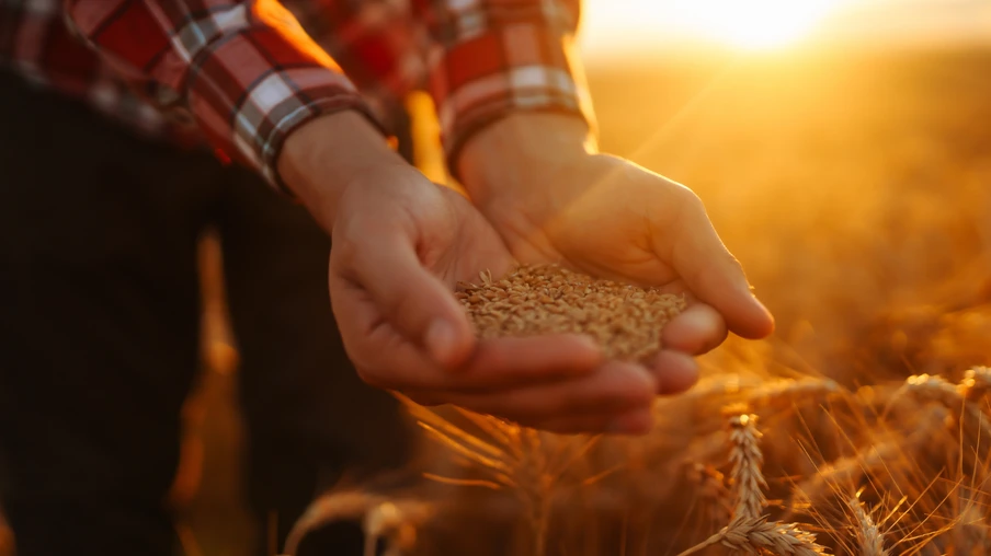 Mãos de um fazendeiro de perto segurando um punhado de grãos de trigo em um campo de trigo. Mãos de um fazendeiro de perto segurando um punhado de grãos de trigo em um campo de trigo.