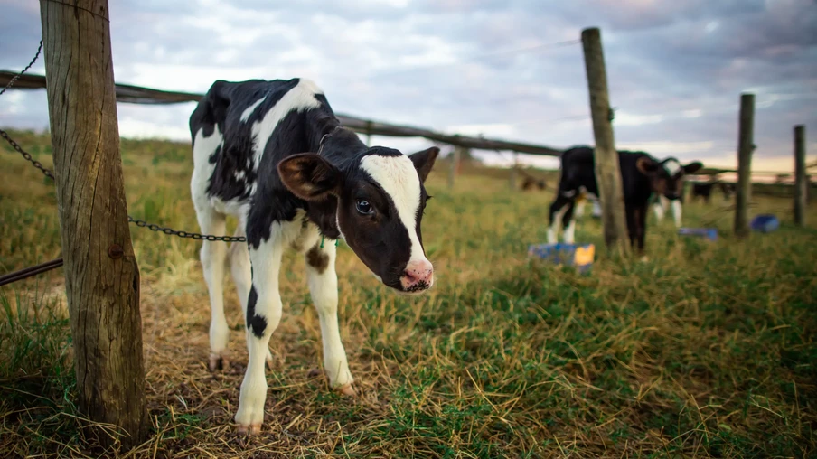 Foto de vaca pequena amarrada em estrutura de madeira. Foto de vaca pequena amarrada em estrutura de madeira.