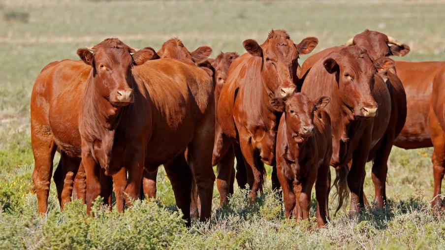 Pequeno rebanho de gado marrom em uma fazenda rural. Pequeno rebanho de gado marrom em uma fazenda rural.