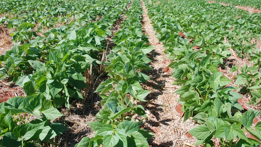 Foto de lavoura de feijão. Foto de lavoura de feijão.