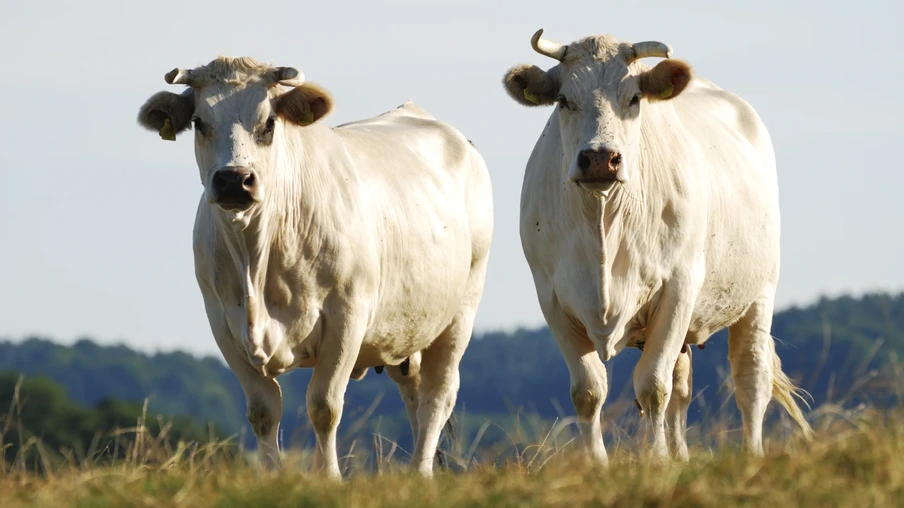 Foto de dois bois brancos no campo. Foto de dois bois brancos no campo.