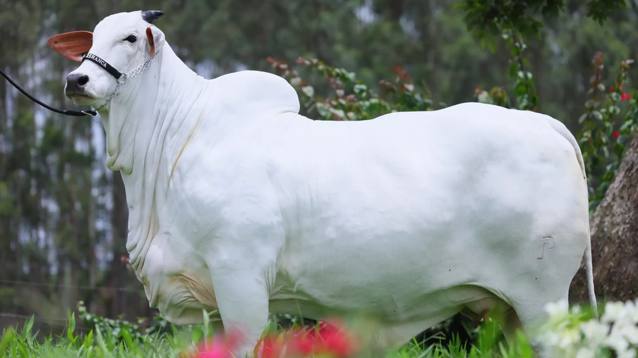Foto de vaca nelore branca em pastagem. Foto de vaca nelore branca em pastagem.