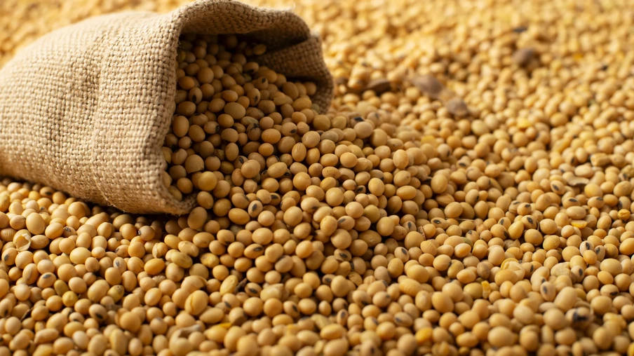 Saco de estopa com soja em fundo de soja. Saco de estopa com soja em fundo de soja.