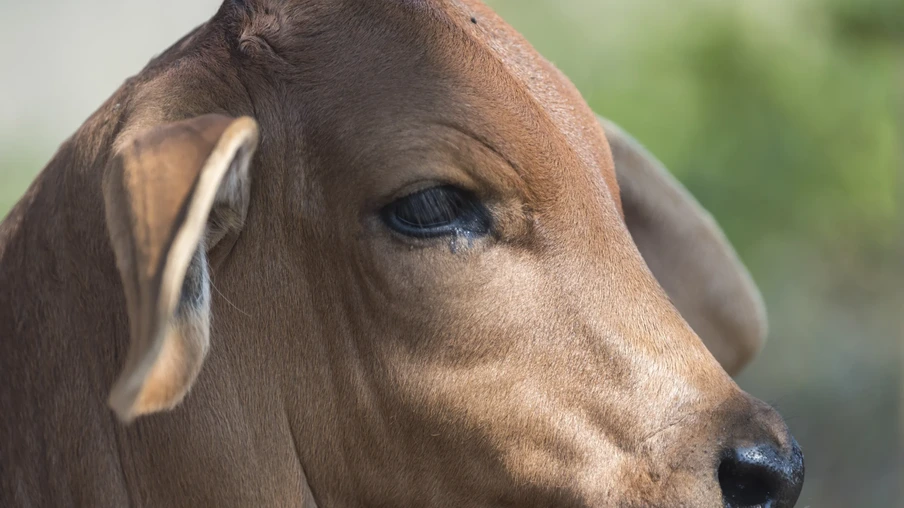 Foto focada na cara de um boi com pelagem marrom. Foto focada na cara de um boi com pelagem marrom.