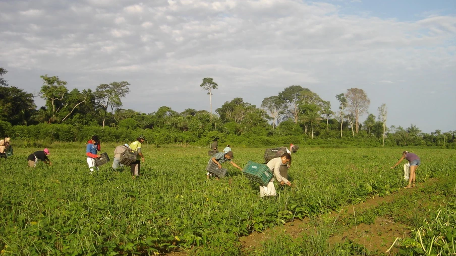 Foto de pessoas realizando a colheita manual de feijão-caupi. Foto de pessoas realizando a colheita manual de feijão-caupi.