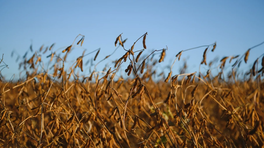 Foto de lavoura de soja com plantas maduras para colheita. Foto de lavoura de soja com plantas maduras para colheita.