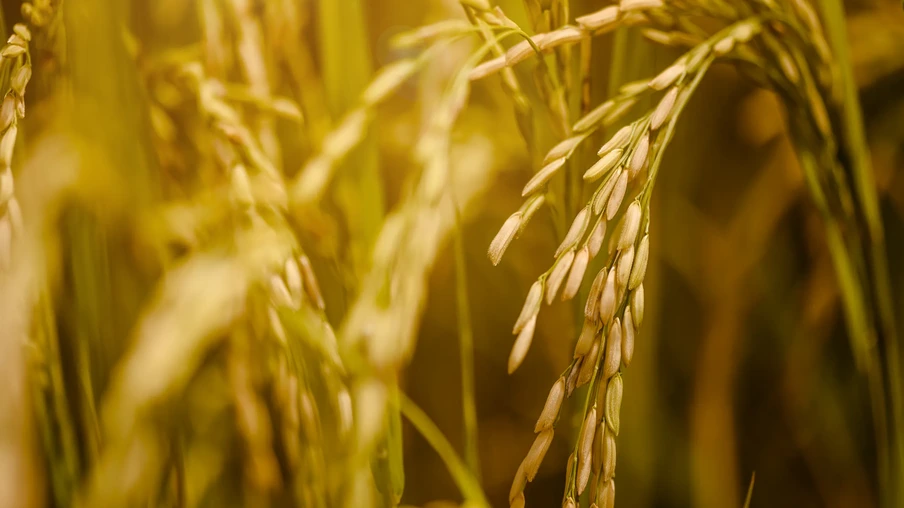 Espigas de arroz maduras na lavoura. Espigas de arroz maduras na lavoura.