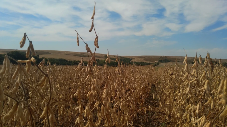 Lavoura de soja pronta pra colheita Lavoura de soja pronta pra colheita