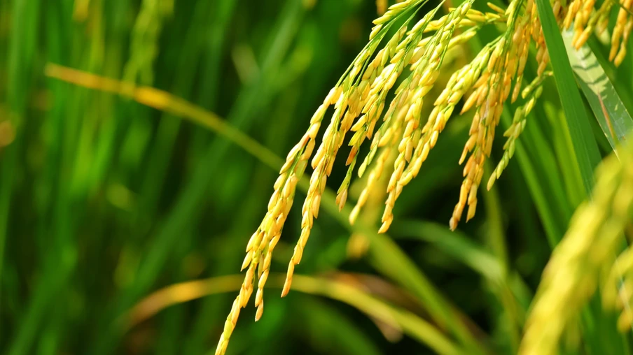 Foto de espigas de arroz em lavoura. Foto de espigas de arroz em lavoura.