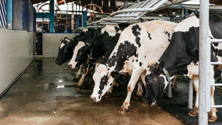 Vacas saindo do galpão de leite. Vacas saindo do galpão de leite.