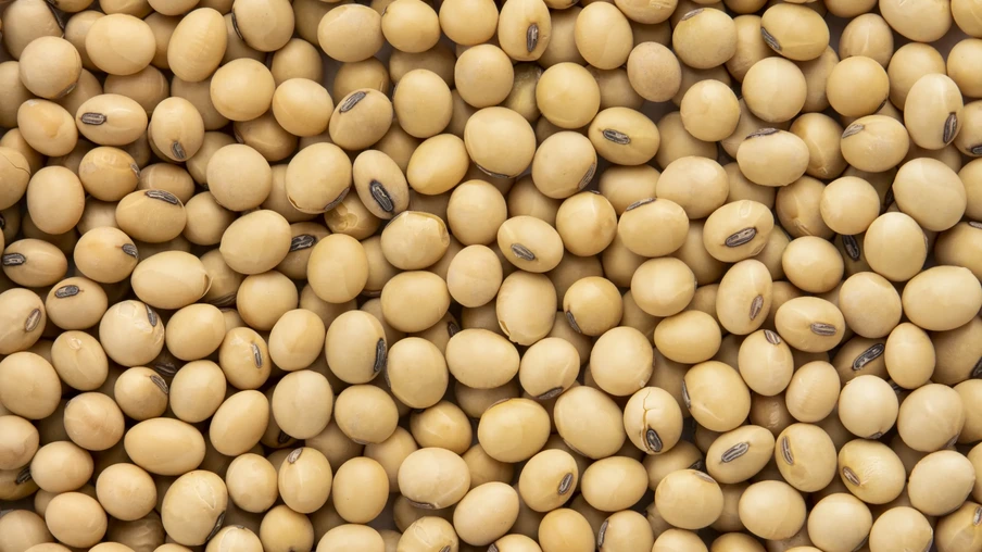 Grãos de soja Grãos de soja