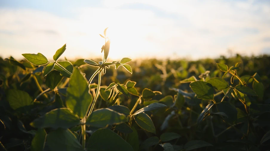 Lavoura de soja Lavoura de soja